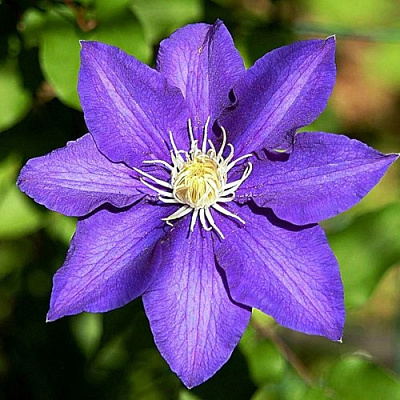 Клематис ЗЕ ПРЕЗИДЕНТ в Самохваловичи