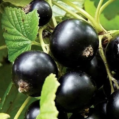 Смородина чёрная ЛЕНТЯЙ в Самохваловичи