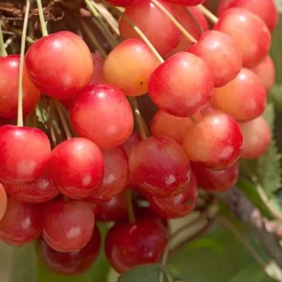Черешня ЮЛИЯ в Самохваловичи