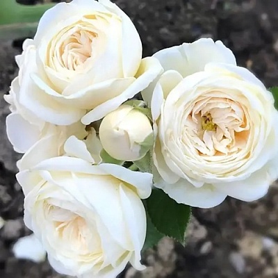 Роза АРТЕМИС шраб в Самохваловичи