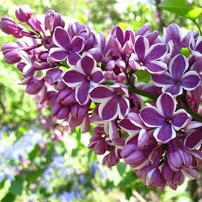 Сирень СЕНСАЦИЯ (привитая) в Самохваловичи