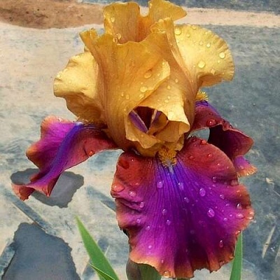 Ирис ГАЛА МАДРИД бородатый в Самохваловичи