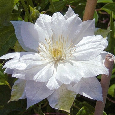 Клематис ДАЧЕСС ОФ ЭДИНБУРГ в Самохваловичи