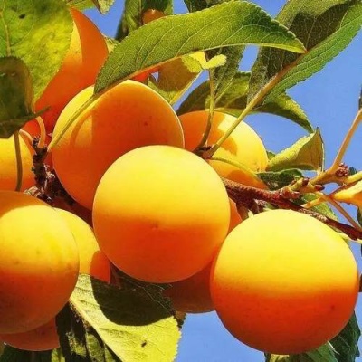 Слива МЕДОВАЯ ЖЁЛТАЯ в Самохваловичи