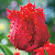 Тюльпан БАРБАДОС бахромчатый в Самохваловичи