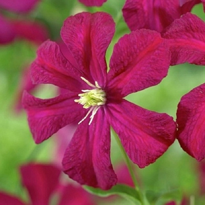 Клематис МАДАМ ДЖУЛИЯ КОРРЕВОН в Самохваловичи