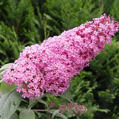 Буддлея давида ПИНК ДЕЛАЙТ в Самохваловичи