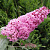 Буддлея давида ПИНК ДЕЛАЙТ в Самохваловичи