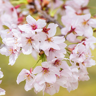Сакура КОЙО НО МАЙ в Самохваловичи