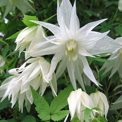 Княжик АЛЬБИНА ПЛЕНА белый махровый в Самохваловичи