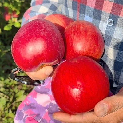 Яблоня ПАМЯТЬ СЮБАРОВОЙ в Самохваловичи
