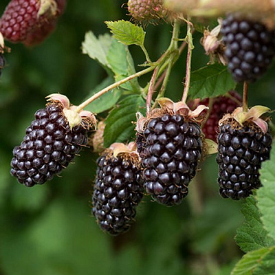 Ежемалина БОЙСЕНБЕРРИ в Самохваловичи