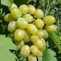 Виноград в Самохваловичи