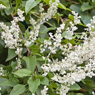 Фаллопия АУБЕРТА в Самохваловичи