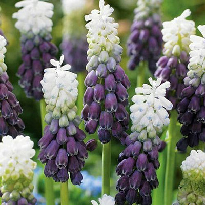 Мускари ГРЕЙП АЙС широколистный в Самохваловичи