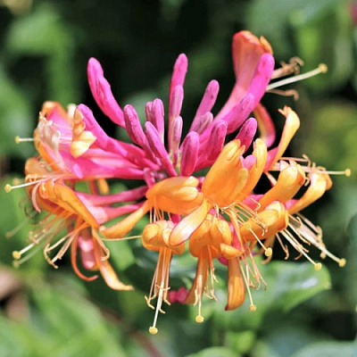 Жимолость ГЕКРОТА в Самохваловичи