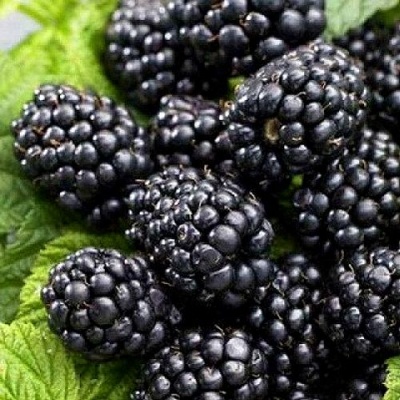 Ежевика БЖЕЗИНА бесшипная  в Самохваловичи