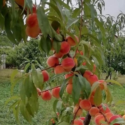Персик ВУЛКАН в Самохваловичи
