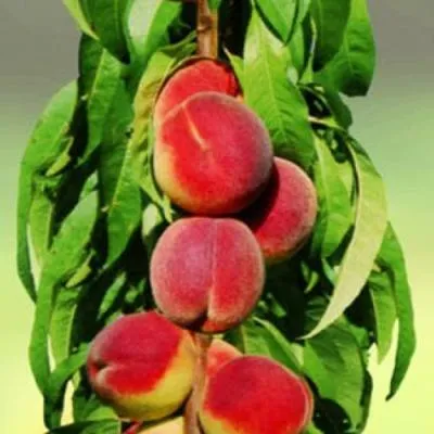 Персик колоновидный в Самохваловичи