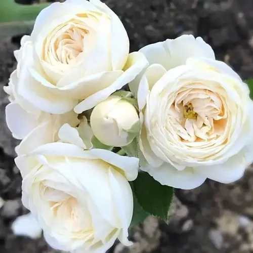 Роза АРТЕМИС шраб в Самохваловичи