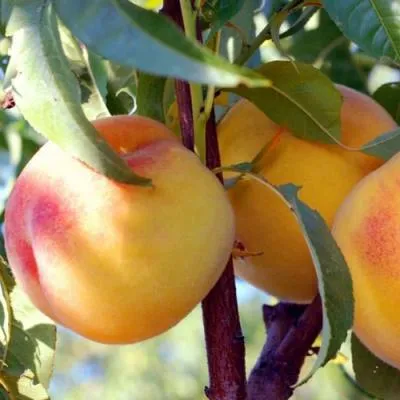 Колонновидные персики в Самохваловичи