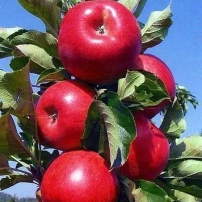 Колонновидные яблони в Самохваловичи