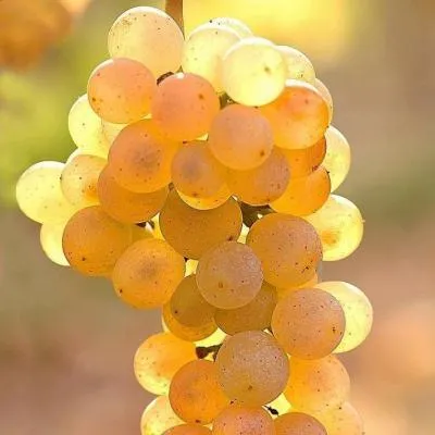 Белый виноград в Самохваловичи