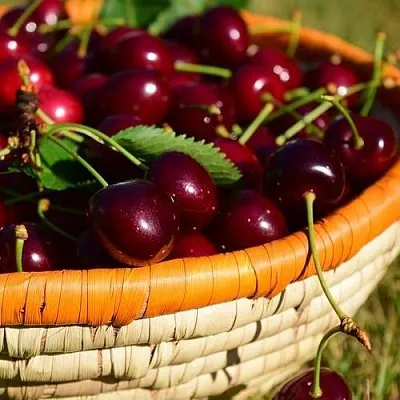 Купить вишню в Самохваловичи - Саженцы вишни с доставкой по Беларуси