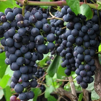 Виноград эффектной расцветки Красотка. Внешние признаки и правила культивирования