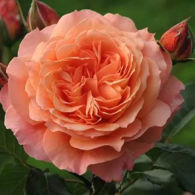 Роза шраб в Самохваловичи